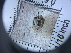 Non Toxic Pest Management - Silverfish & Mites - Designed-2-Kill