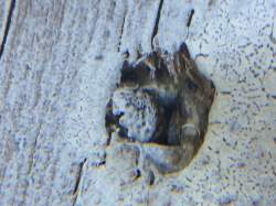 Non Toxic Pest Management - Ants & Crawling Insects - Designed-2-Kill