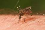Pest Control Mosquitos | Alpeco
