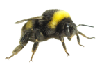 Protected Species Bees | Alpeco 