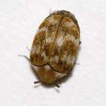 Pest Control Beetles | Alpeco