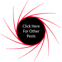 Click Here For Other Pests