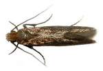 Pest Control Moths | Alpeco