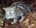 Pest Control Feral Cats | Alpeco