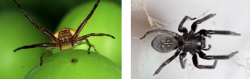 Pest Control Treatments Spiders