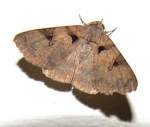 Environmental Pest Management Moths | Alpeco