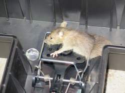 Reliable Mouse Traps - Alpeco