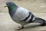 Bird Pest Control Services | Alpeco