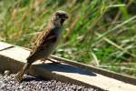 Bird Pest Control Services | Alpeco