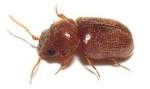 Pest Control Insects & beetles