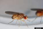 Pest Control Flying Insects & Flies | Alpeco