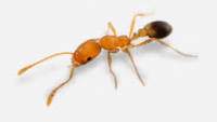 Pest Control Ants