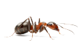 Ants Pest Control | Alpeco
