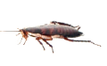 Cockroaches Pest Control | Alpeco