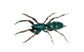 Spiders Pest Control | Alpeco