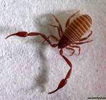 Professional Pest Management