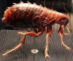 Treatment Options Fleas | Alpeco