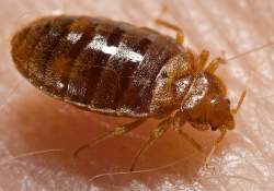 no chemicals, toxic or fumes involved Bed Bug Treatment