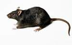 Black-Rat