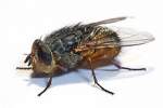 Pest Control Flies | Alpeco