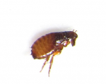 Cat Flea Rotorua 