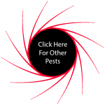 Click Here For Other Pests