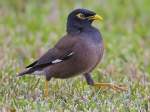 Common Myna