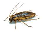 German Cockroach Rotorua Pest Control 