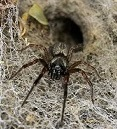 Professional Pest Management Spiders | Alpeco
