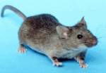 Rodent Control Solutions Mice | Alpeco