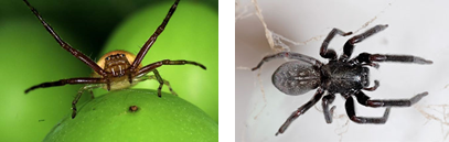 Pest Control Treatments Spiders | Alpeco