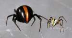 House Spray Pest Management Spiders | Alpeco