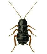 Pest Control Services Cockroaches | Alpeco