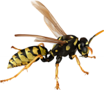 Pest Management Wasps  | Alpeco