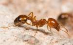 Common Pests Ants | Alpeco
