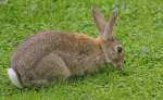 New Zealand Pest Control Rabbits | Alpeco