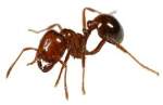Pest Control Ants | Alpeco