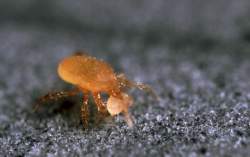 Dust mite treatment options | Alpeco