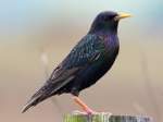 Starling