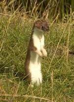 New Zealand Pest Control Stoat | Alpeco