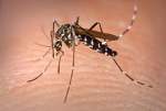 Pest Control Mosquitos | Alpeco