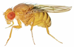 Vinegar fly_2