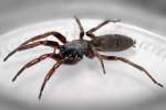 Pest Control White- Tailed Spiders | Alpeco