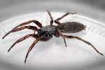 White tailed spider