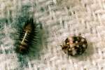 beetle