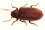 borer