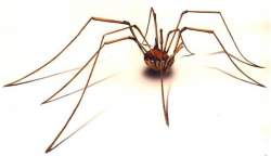 Professional Pest Management Spiders | Alpeco