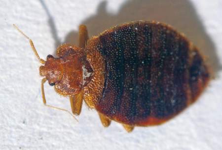 eight_col_bedbug