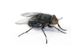 Flying Insects Pest Elimination | Alpeco