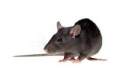 Rat & Mice Treatment Rodents